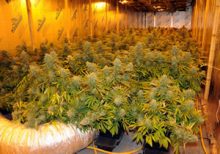 Cannabis plants seized by police.